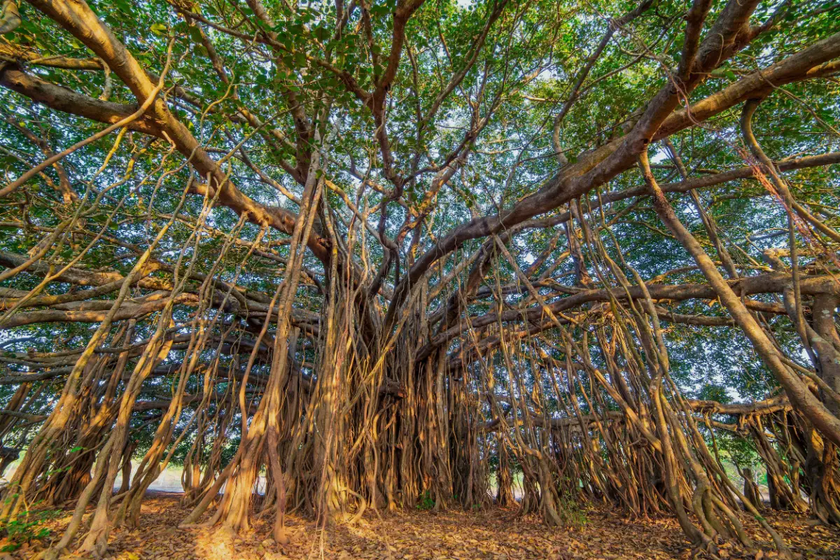 The canopy and aerial roots of a mature banyan tree